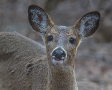 2023-04-01 Stage A7II Vivitar 200-35 DSC01524.jpg