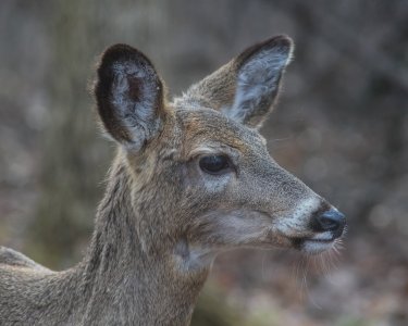 2023-04-01 Stage A7II Vivitar 200-35 DSC01525.jpg