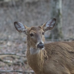 2023-04-01 Stage A7II Vivitar 200-35 DSC01530.jpg