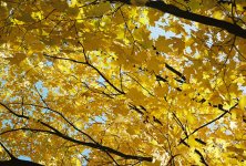 leaves2.jpg