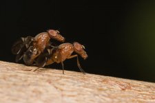 Takamar 100 f4 macro 30D1.jpg