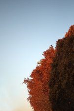 treefuls.jpg