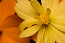 rokkor x 100 macro 10.jpg