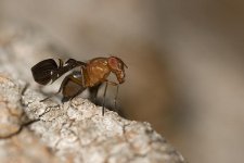 rokkor x 100 macro 5.jpg