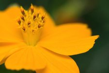 rokkor x 100 macro 8.jpg