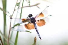 30D 200mm FD macro 6.jpg