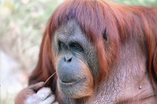 F5 WG200 500P 18.jpg