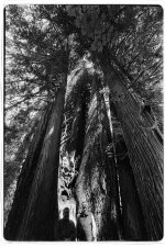 Grove4S.jpg