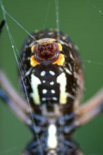 30D 200mm FD macro 4.jpg