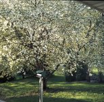 Blossoms.jpg