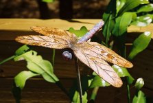 50 DR Min 000020.jpg