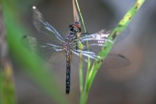 30D 200mm FD macro 13.jpg