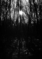 Pulled 50_20161229_0016.jpg