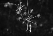 Pulled 50_20161229_0002.jpg