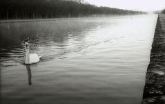 cygne $$ (1 sur 1).jpg