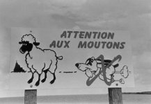 Attention aux chiens2.jpg