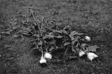 roses2.jpg