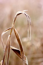 Frosty grass.JPG