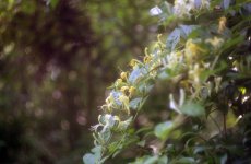 honeysucklea.jpg
