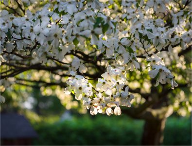 Backyard Morning1.jpg