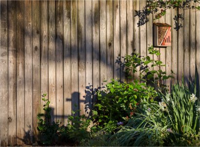 Backyard Morning2.jpg