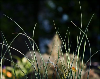 Backyard Morning3.jpg
