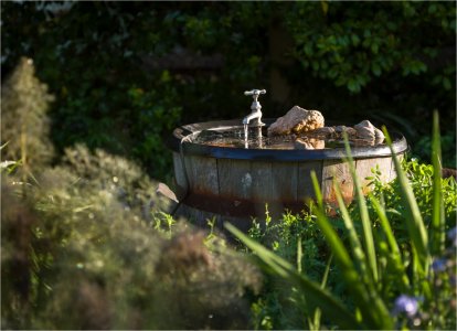 Backyard Morning4.jpg