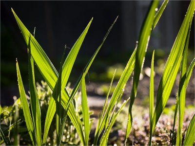 Backyard Morning5.jpg