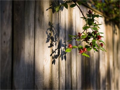 Backyard Morning6.jpg