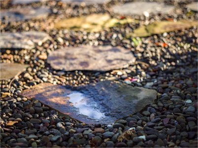 Backyard Morning7.jpg