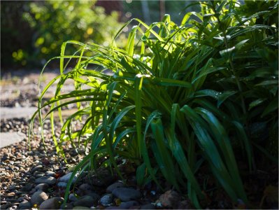 Backyard Morning8.jpg