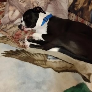 Boomer napping.jpg