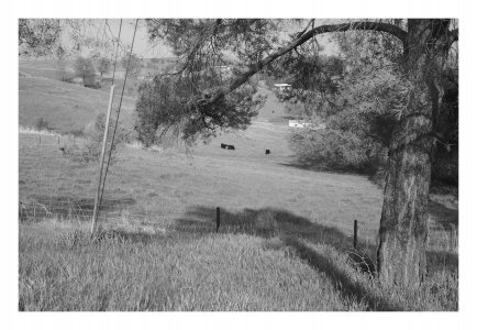 Pullman Moo Moos 1.jpg