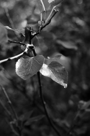 DSC00516.JPG