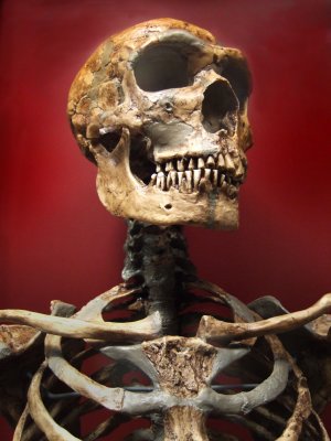 Skull.jpeg