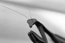 mantis001.jpg