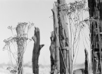 32-Millingerwaard-Versteende eiken-lr.jpg