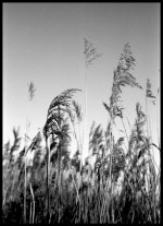 Scan-071211-0026.jpg