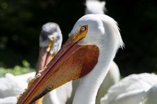Pelican small.jpg