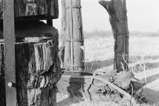 33Millingerwaard-versteende eiken-lr.jpg