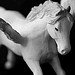 2439934379_68c7c2a46a_s.jpg