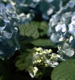 20100404-Leica III summar 2.8-b.jpg