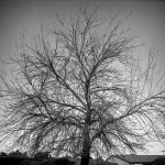 Rolleiflex_Tree.jpg