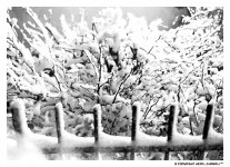 winter_in_my_heart.jpg