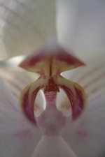 Orchid Macro rff.jpg