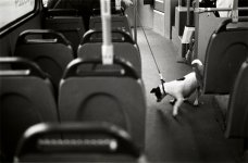 Dog-on-bus.jpg