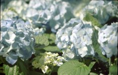 20100404-Leica-III-summar-2.jpg