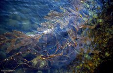 kelp-1.jpg