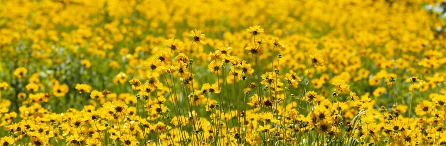 yellow flowers 1.jpeg