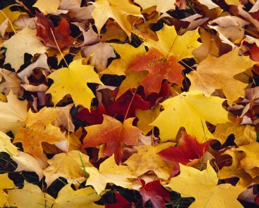 leaves.jpeg